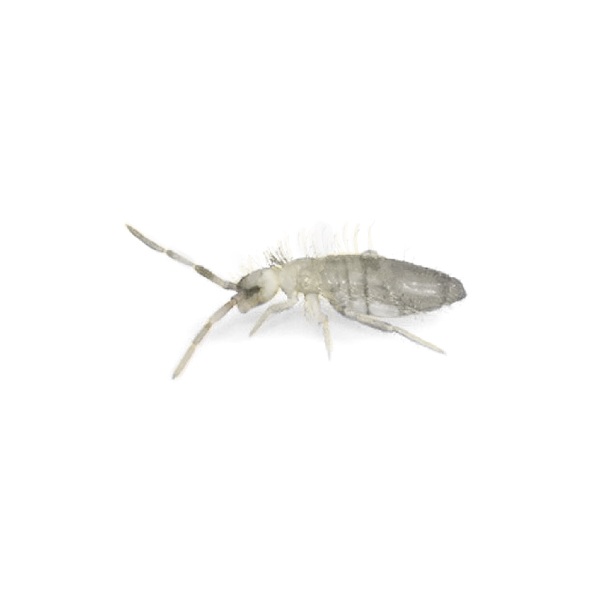 Collemboli Tropicali - Collembola