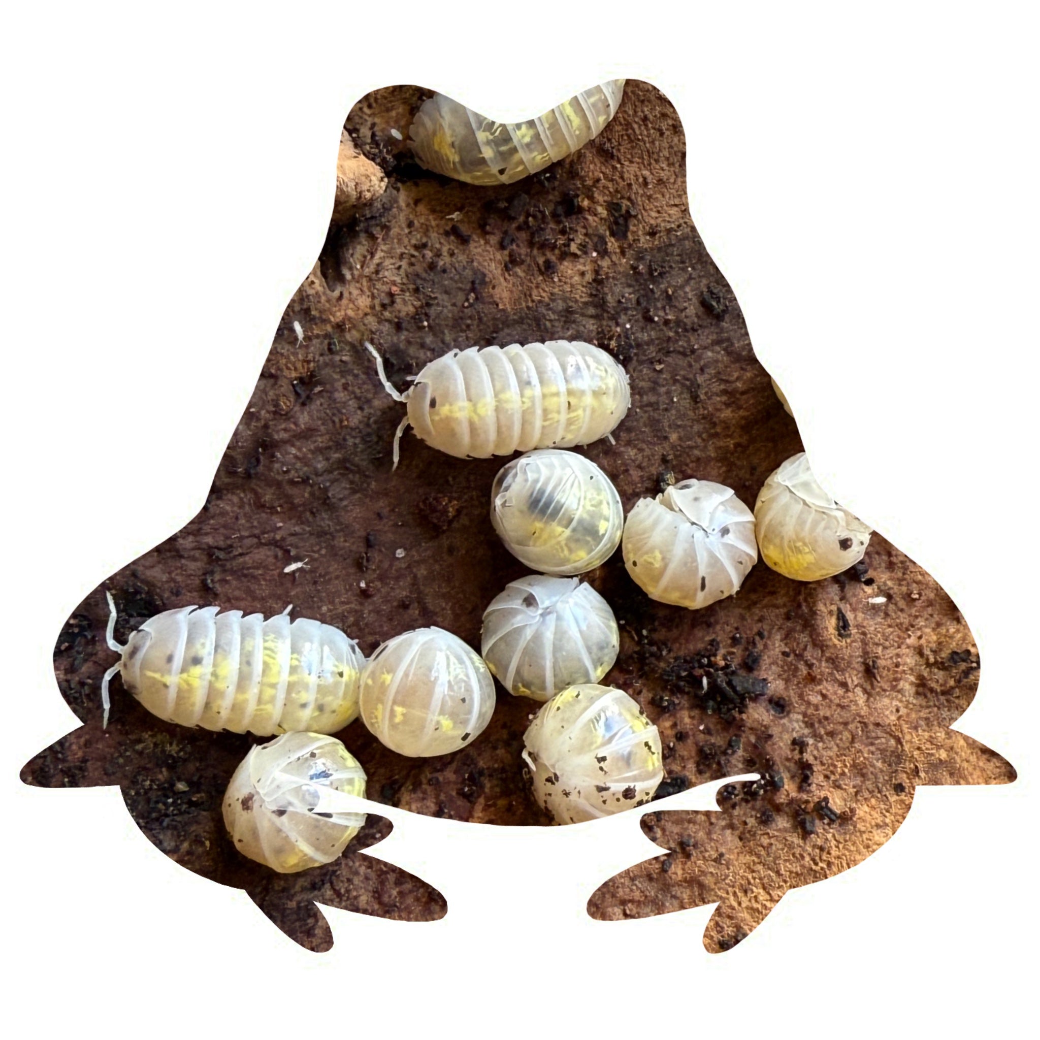 Armadillium vulgare magic potion