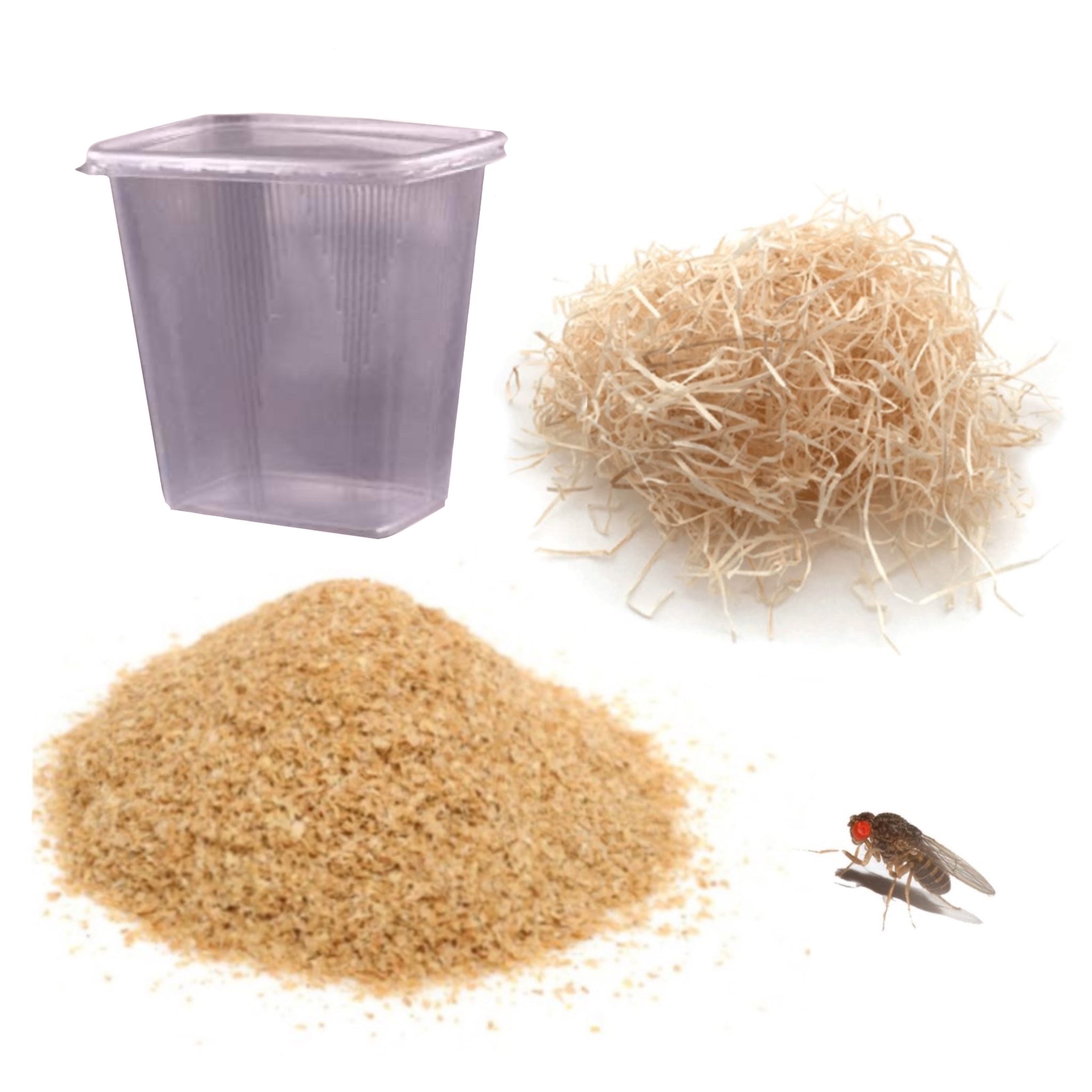 Kit Allevamento Drosophile