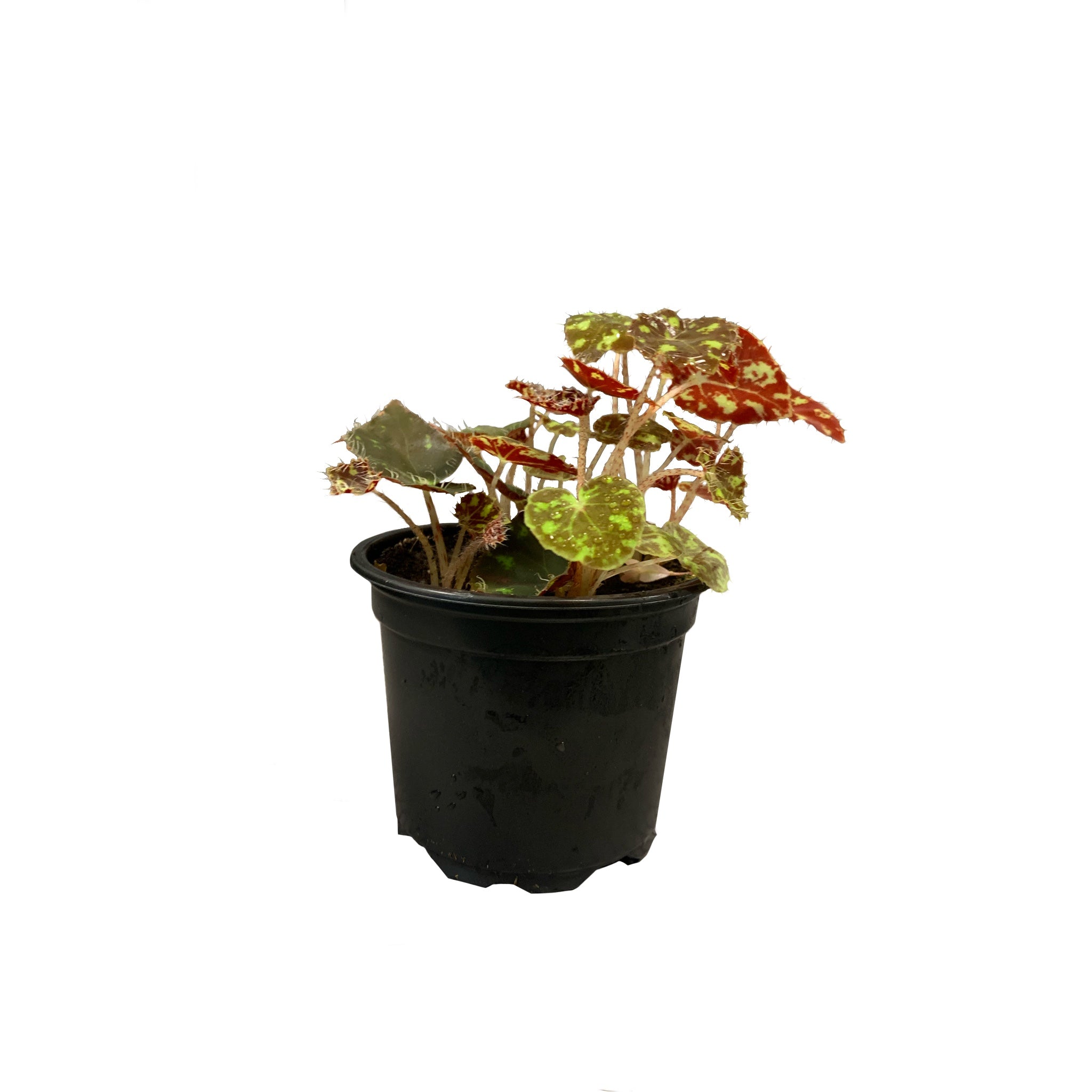 Begonia bowerae