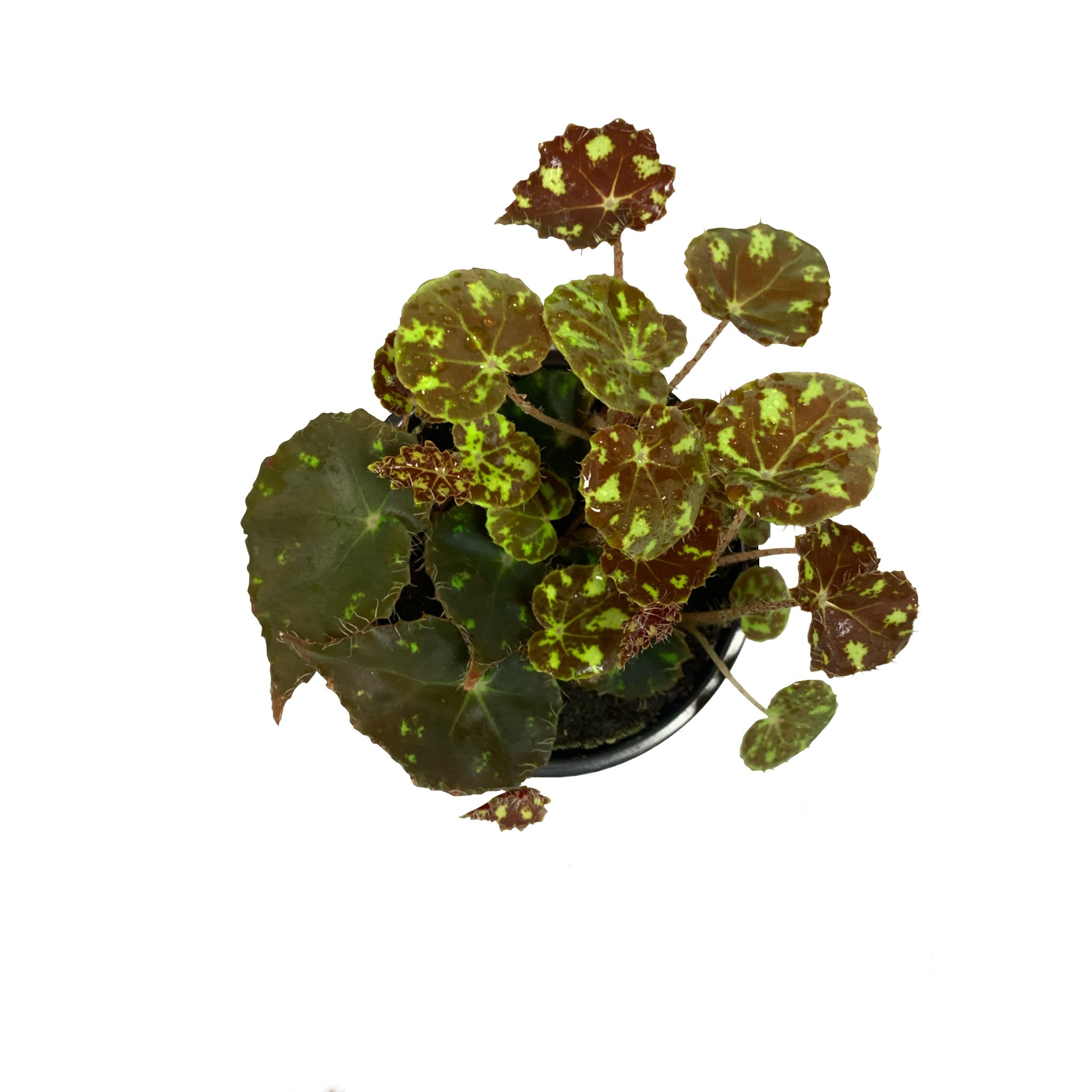 Begonia bowerae