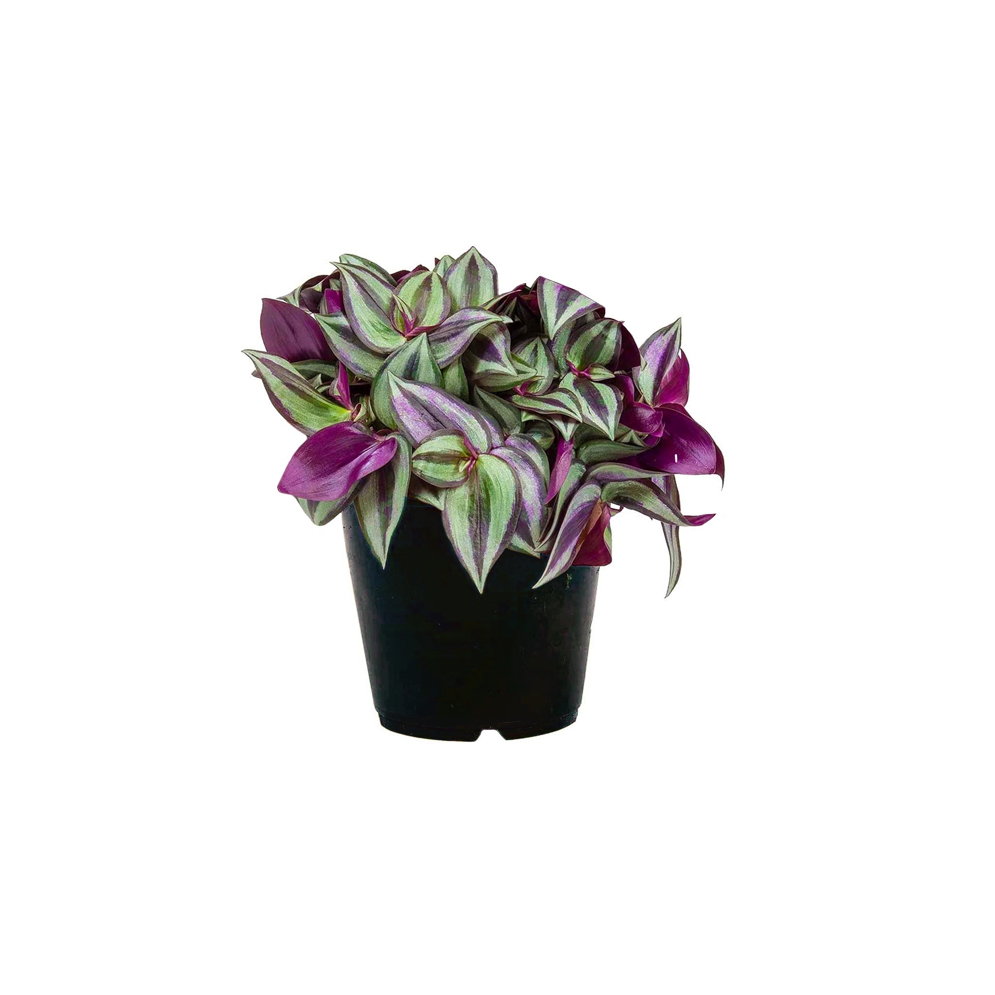 Tradescantia zebrina