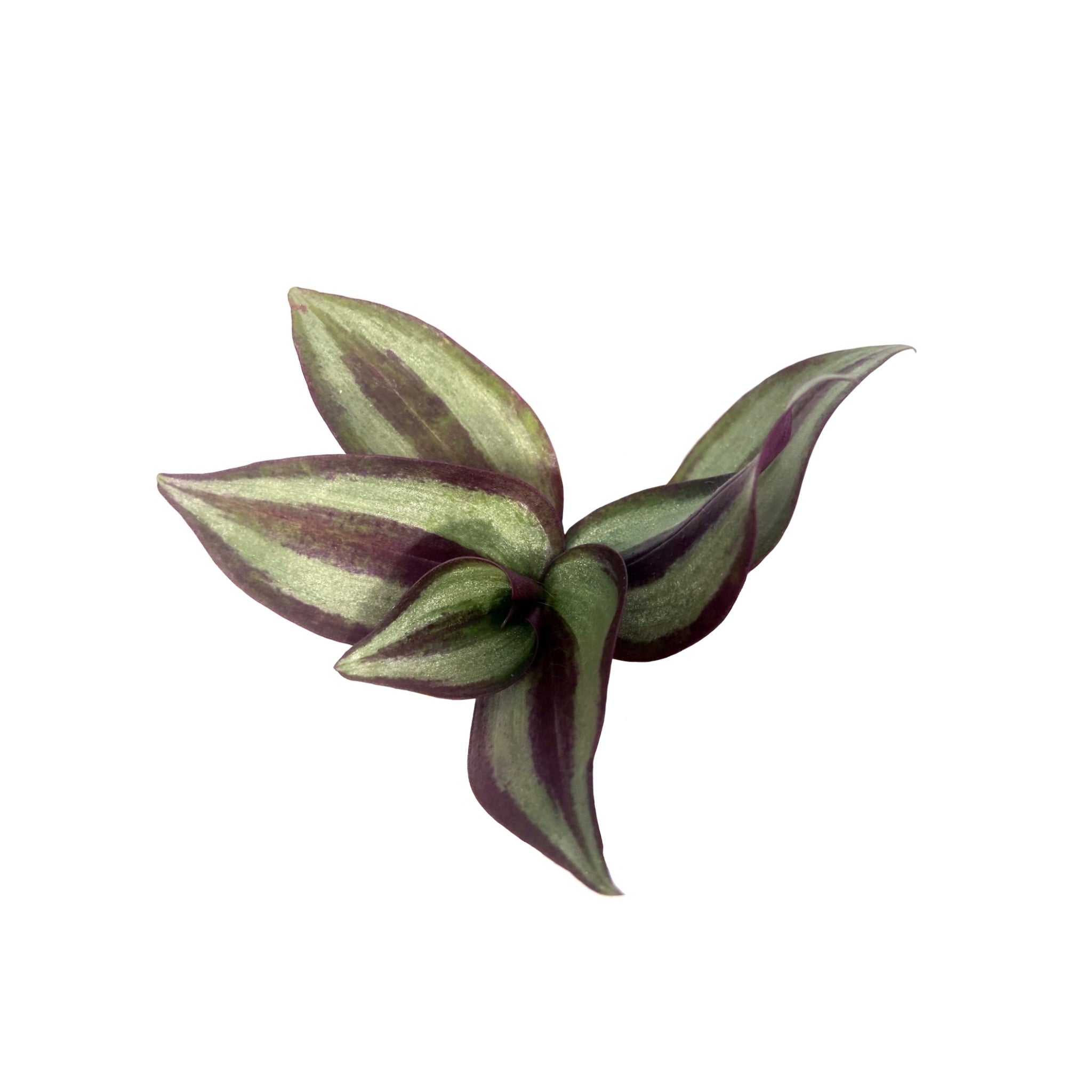 Tradescantia zebrina