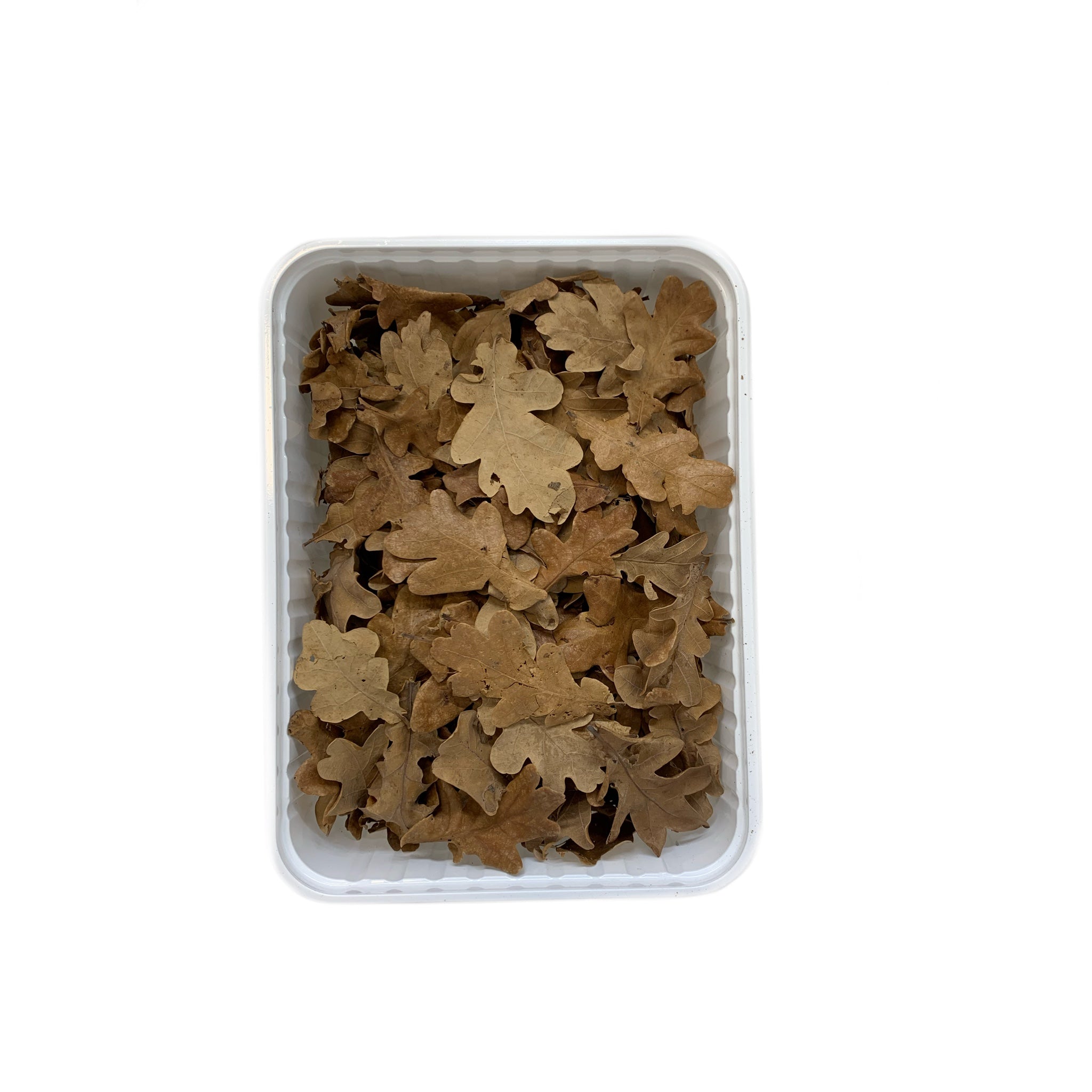 Foglie di Quercia Piccole