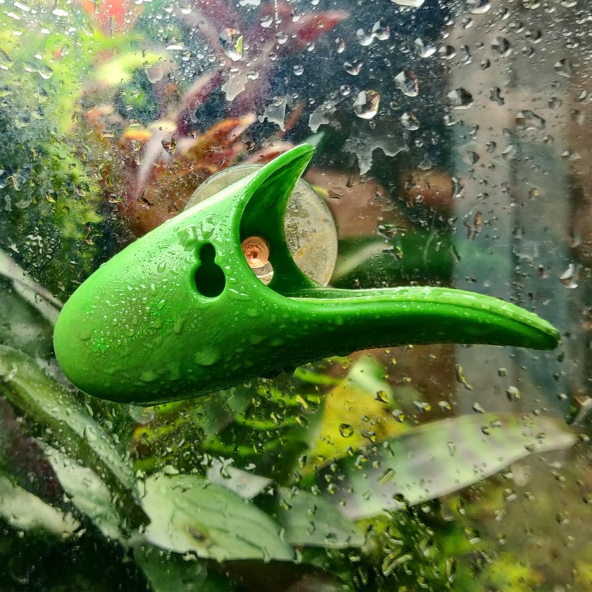 Tad-Pool / Sito di deposizione per Dendrobates