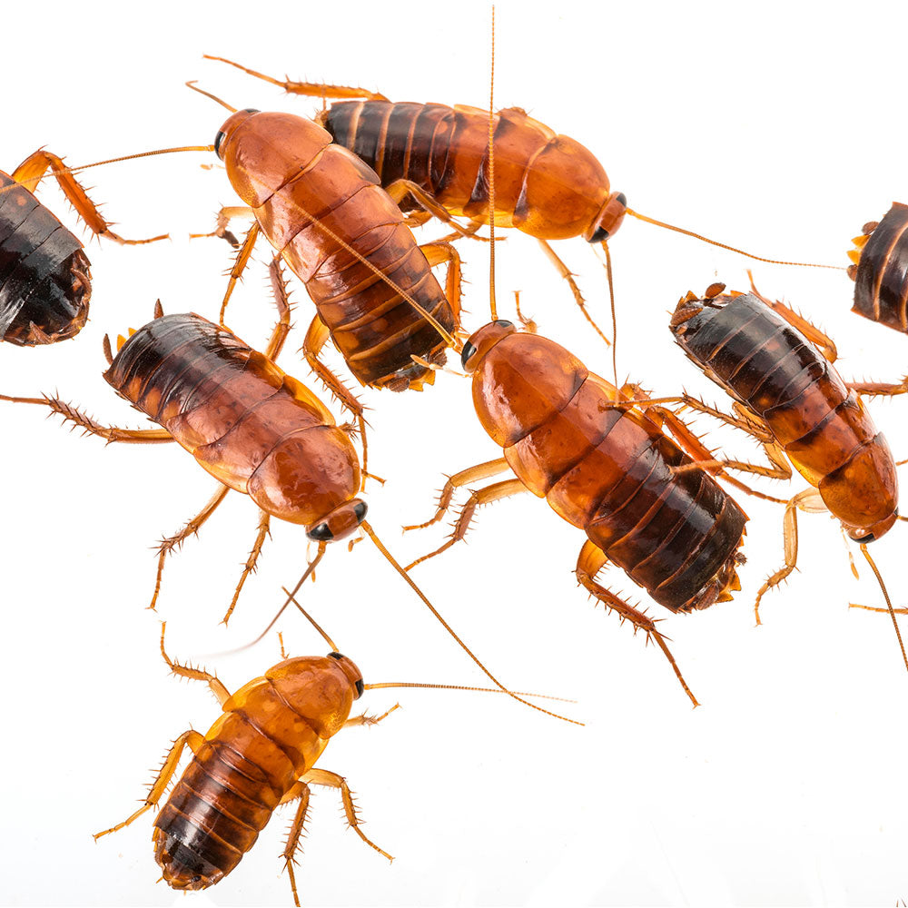 Blatte Lateralis - Shelfordella Lateralis