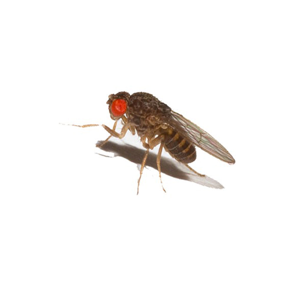 Moscerini della Frutta - Drosophila Hydei