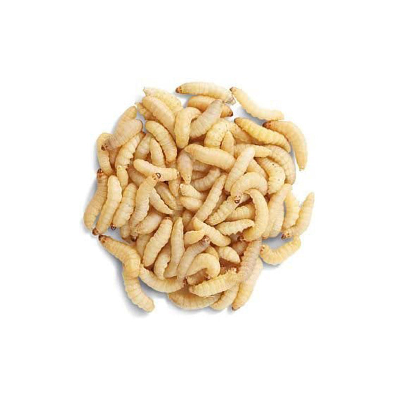 Camole del Miele - Galleria Mellonella