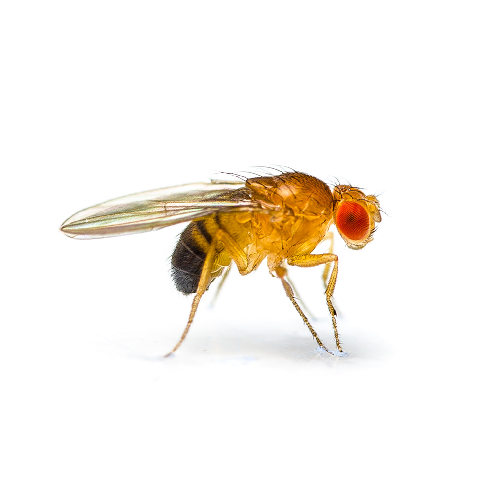 Moscerini della Frutta - Drosophila Melanogaster