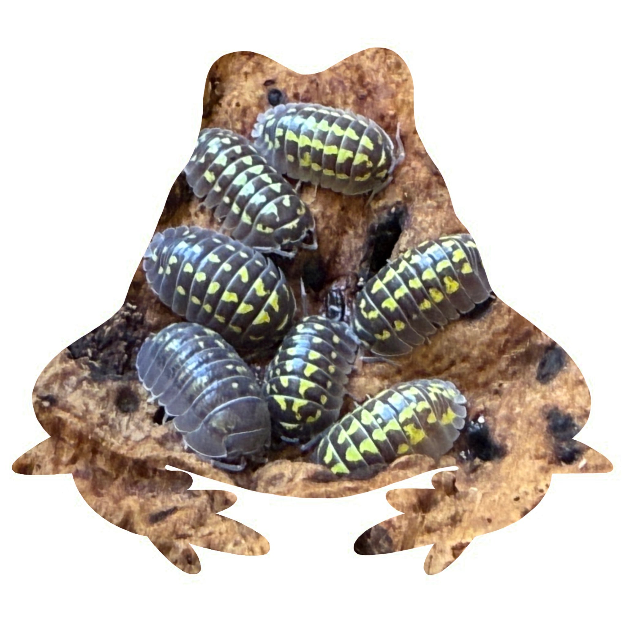 Armadillidium gestroi