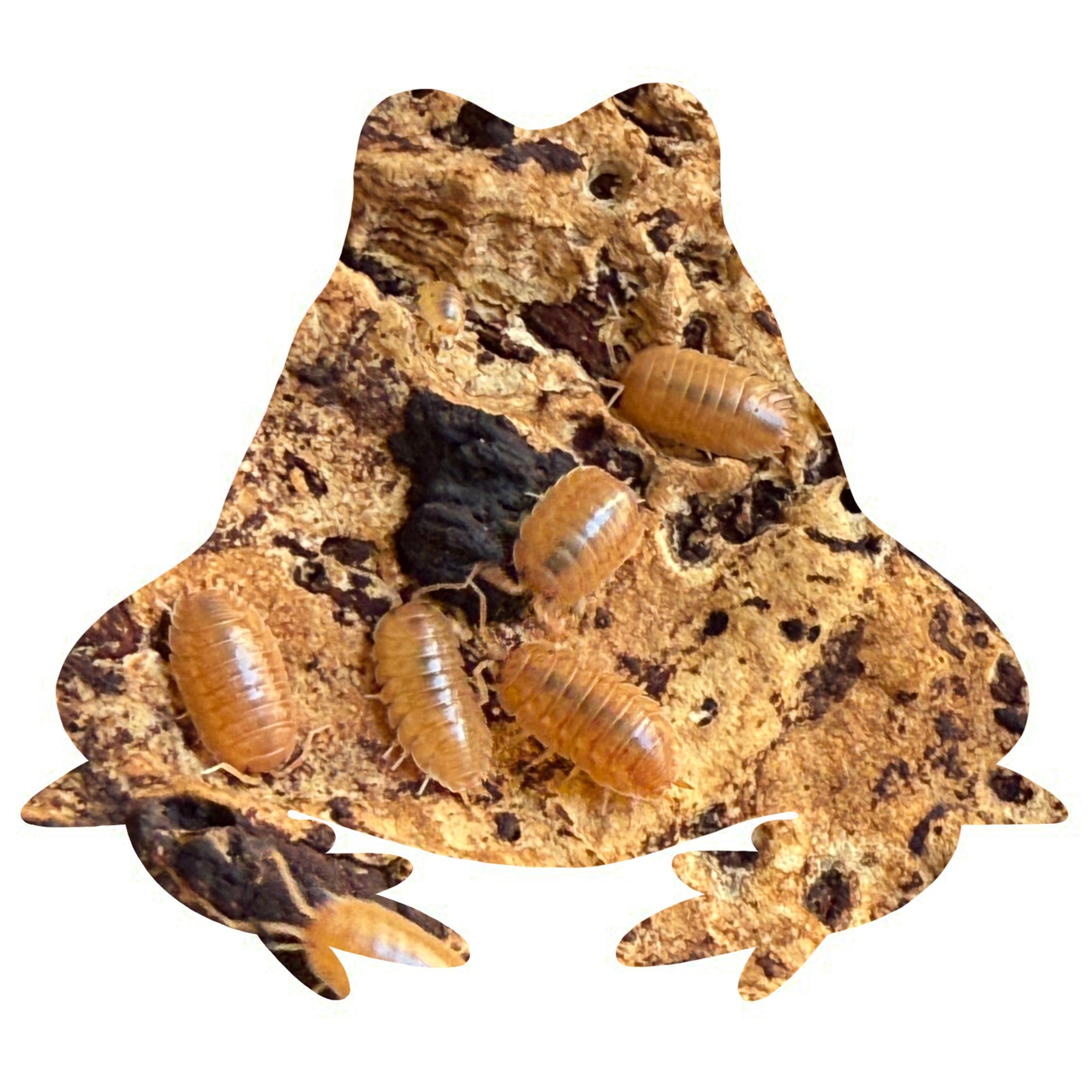 Armadillidium scraber orange