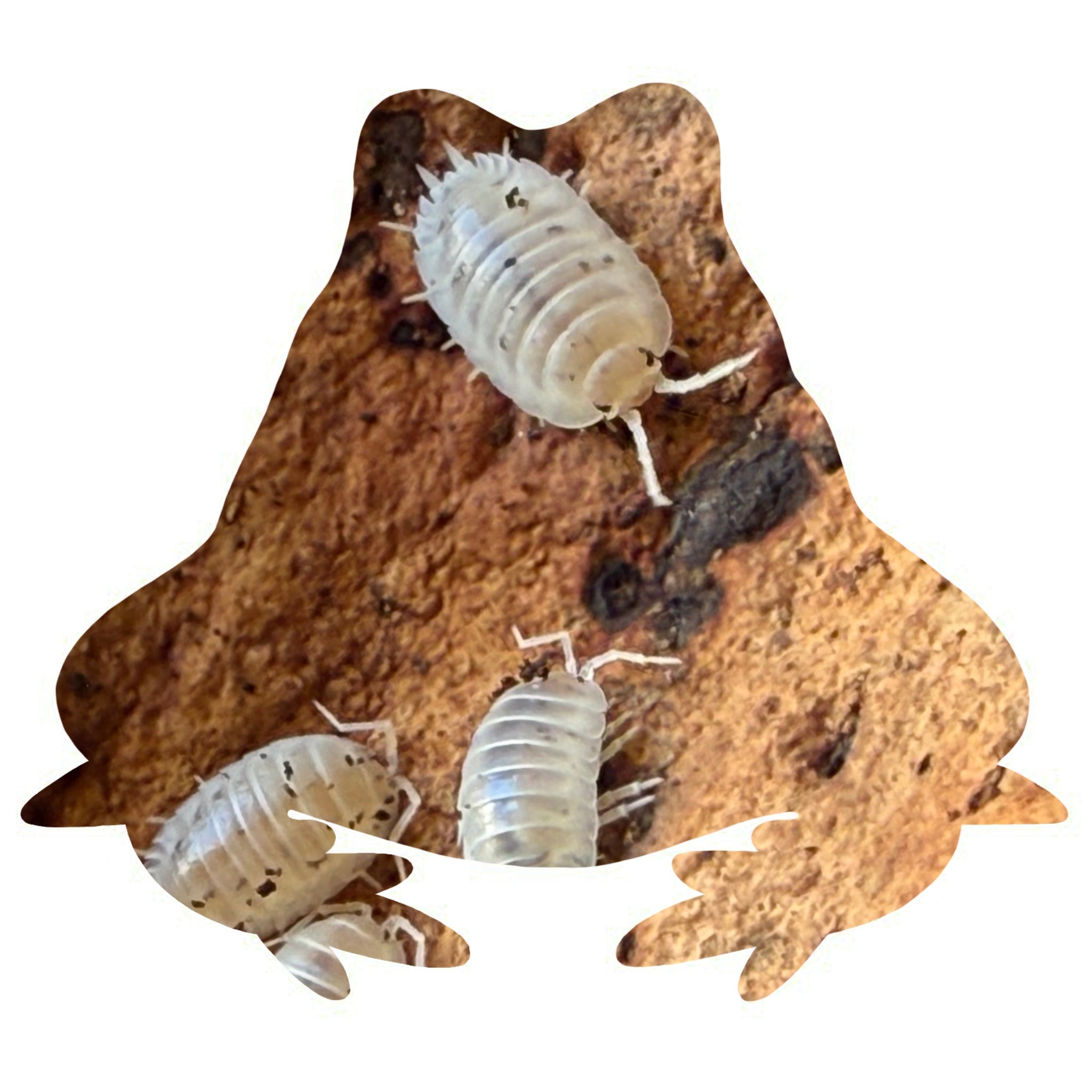 Porcellio leavis white