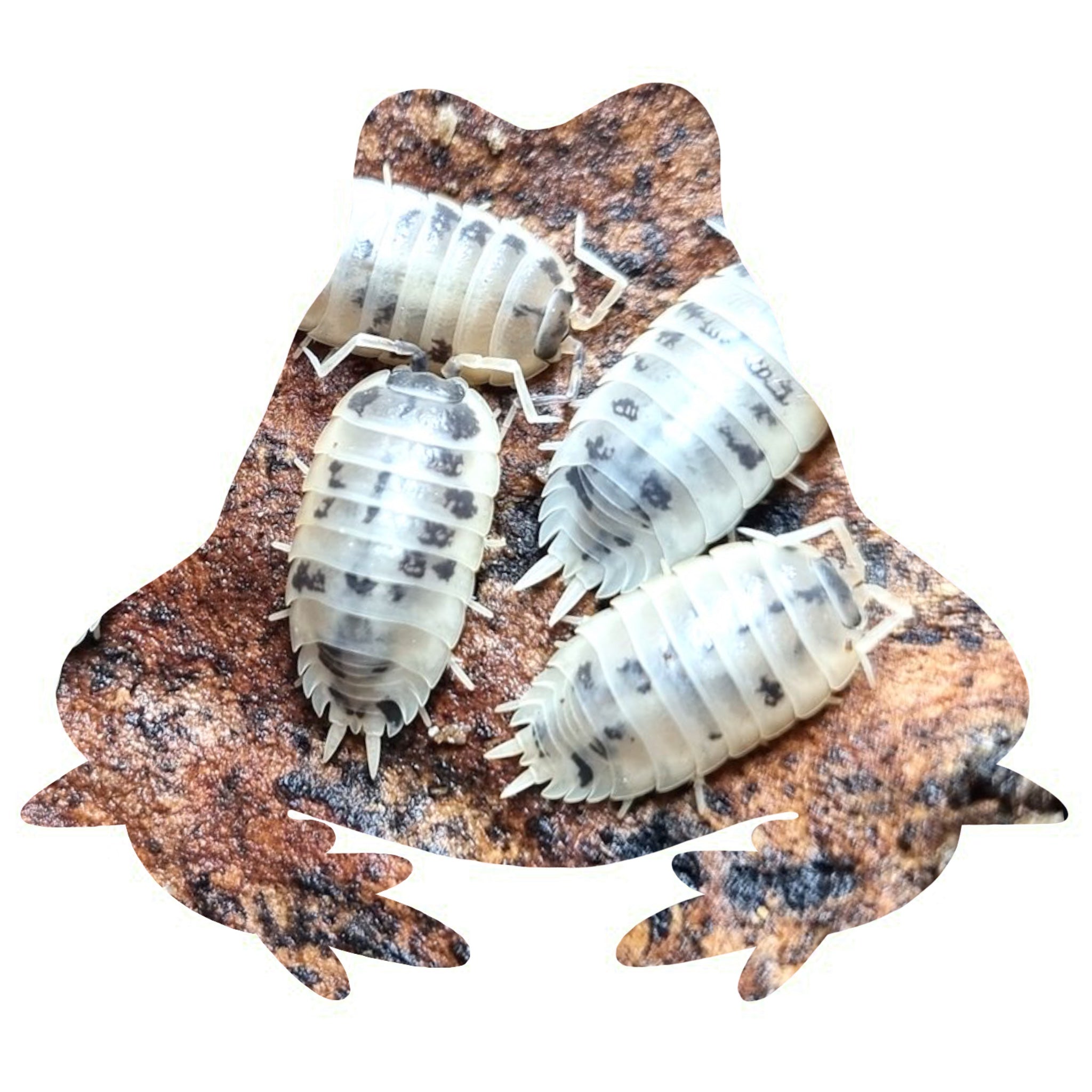 Porcellio laevis dairy cow
