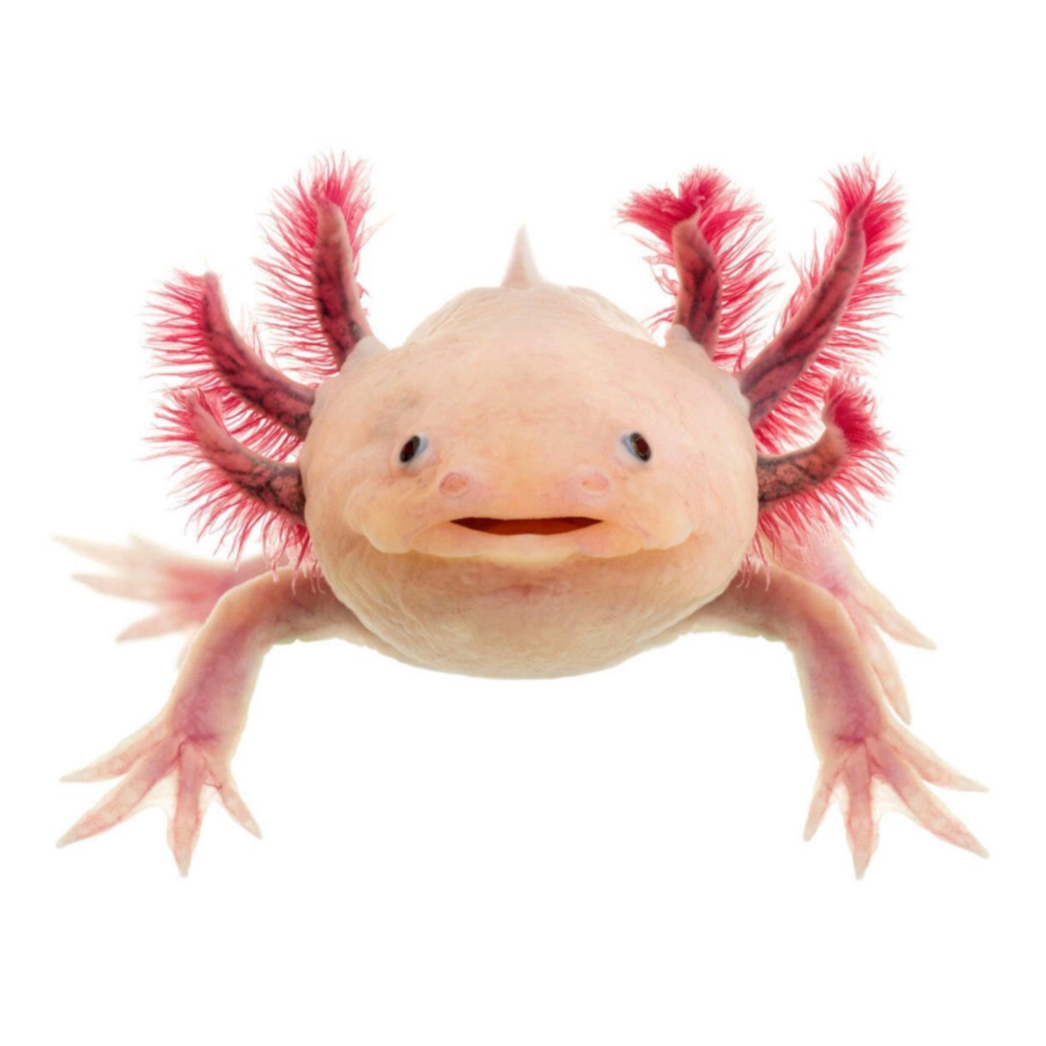 Kit Stabulazione Axolotl