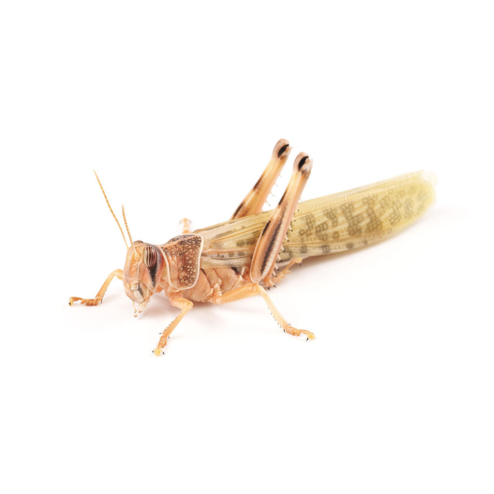Locuste Gregaria - Schistocerca Gregaria